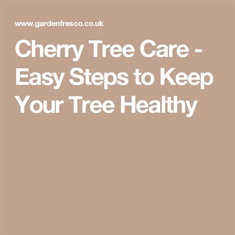 Cherry Tree Care Easy Steps To Keep Your Tree Healthy Tree Care Growing Fruit Cherry Tree