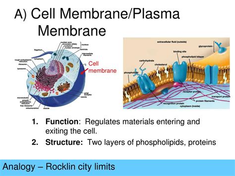 Carcinoma, ehrlich tumor / pathology. PPT - Cell Organelles PowerPoint Presentation, free ...