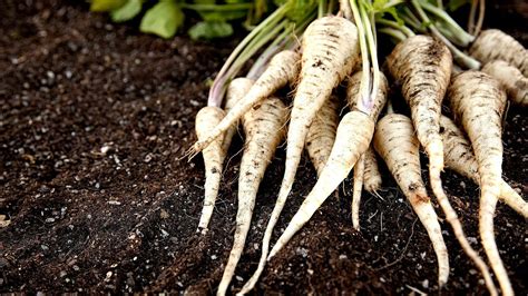 How To Grow Root Vegetables Vege Choices