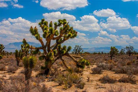 Plants of the desert southwest. Your Southwest Desert Road Trip: 6 Lessons to Rock It ...