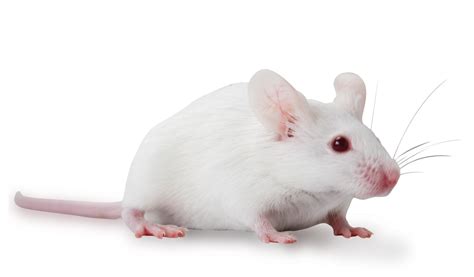 Balbc Inbred Mice Balbcannhsd Higher Health Status
