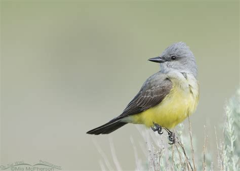 Western Kingbird As The Sky Begins To Lighten On The Wing Photography