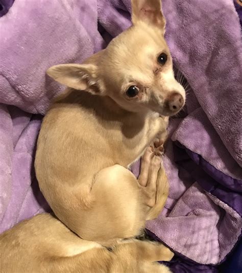 Chihuahua Rescue Victoria Dog Roll July 2020