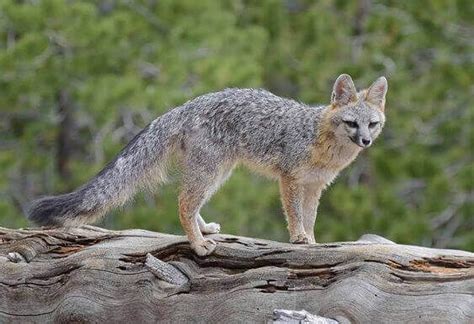 10 Facts About Gray Foxes You Probably Didnt Know Fox Breeds Near