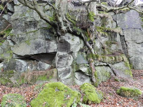 Tree Roots In Rock © Peter Barr Cc By Sa20 Geograph Britain And