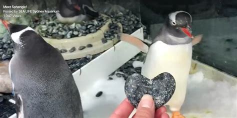 Gay Penguins To Raise First Chick Given Foster Egg At Sydney