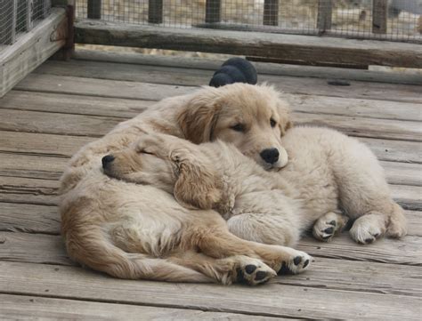 Everyone of our puppies is raised with our family and receives special love and care from the moment of birth to the day they go home with their forever families. Harborview Golden Retrievers - Golden Retrievers, Puppies ...