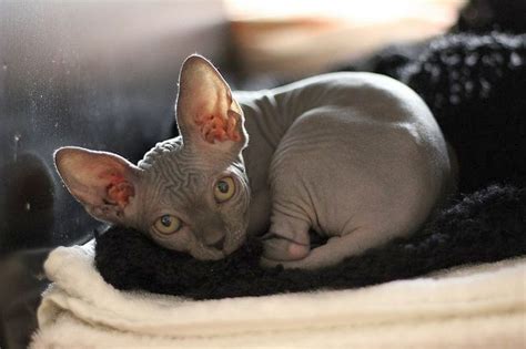 Amazing Facts You Have To Know About Donskoy Cat Sphynx Cat Cats And