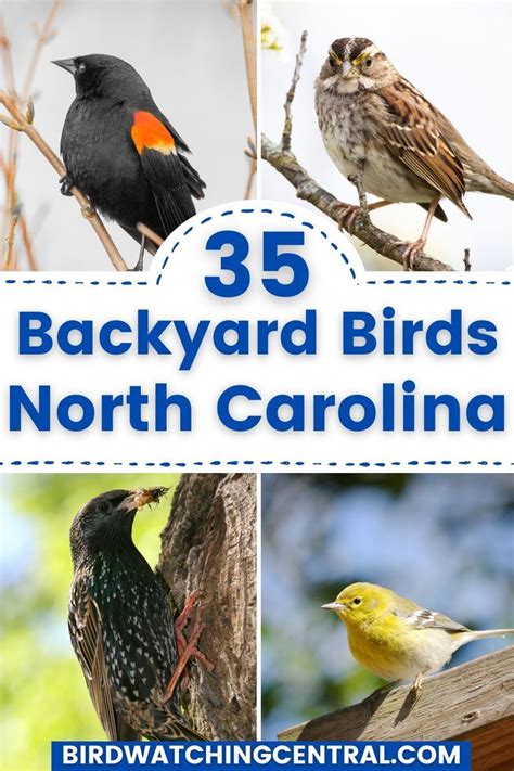 Backyard Birds Of North Carolina