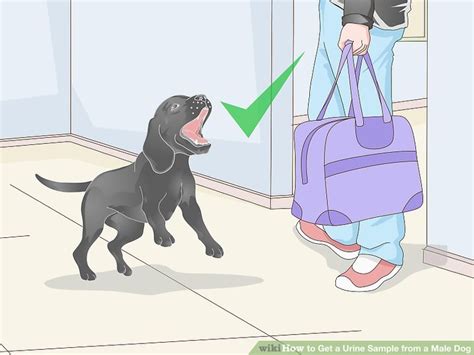 How to collect a urine sample for your vet. How to Get a Urine Sample from a Male Dog: 12 Steps