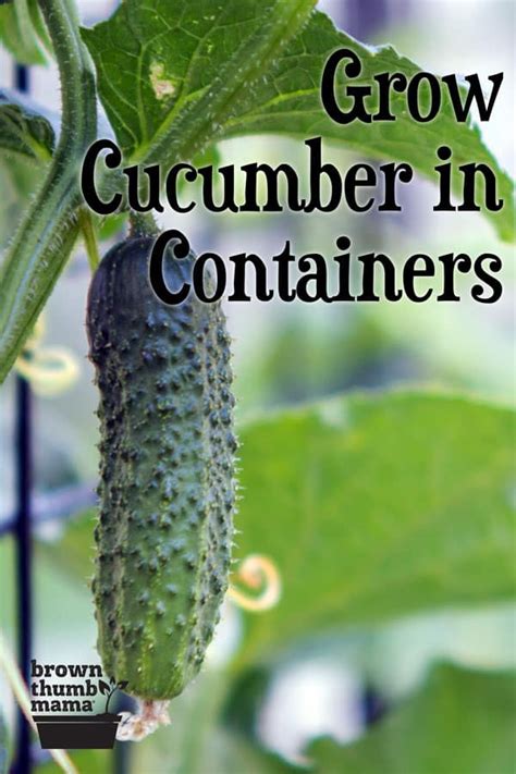 How To Grow Cucumbers In Containers Growing Cucumbers Cucumber Plant