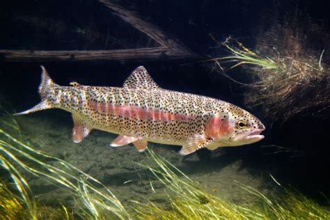 Rainbow Trout Swims Photo And Wallpaper Cute Rainbow Trout Swims Pictures