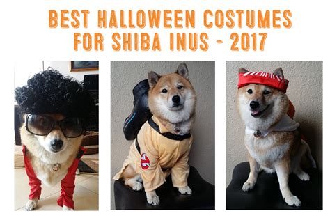 Best Shiba Inu Costumes My First Shiba Inu