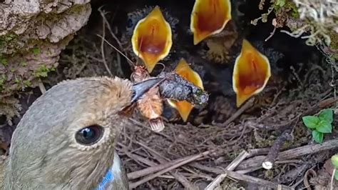 Mother Bird Feeding Her Baby Bird Youtube