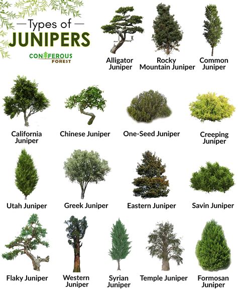 Different Types Of Trees That Are Labeled In The Tree Names And Their