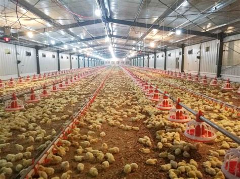 Sinopharm > about us > contact us. China Broiler Poultry Farm Machinery Manufacturers ...