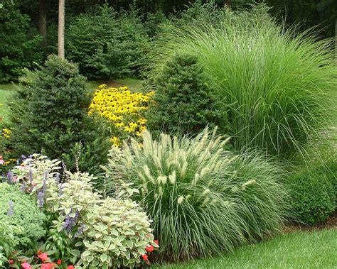 Johnsen Landscapes And Pools Mixing Ornamental Grasses With Evergreens