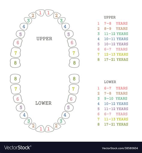Tooth Chart First Teeth Royalty Free Vector Image
