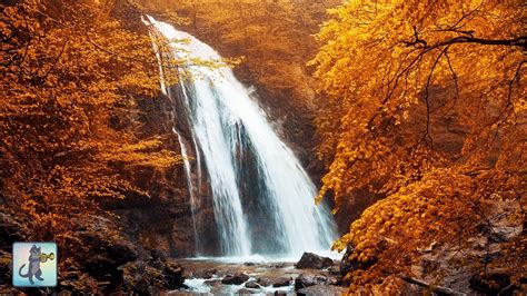 12 Hours Of Autumn Forest Waterfall 🍂🍁 Beautiful Nature Scenery