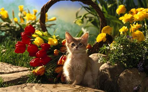 Cute Kitten Among Tulips Hd Desktop Wallpaper Widescreen High