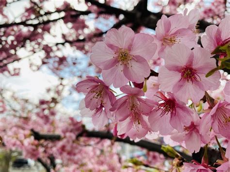 Manage your video collection and share your thoughts. せせらぎ遊歩道の河津桜が咲いたよ!2020 - ブログ元住吉