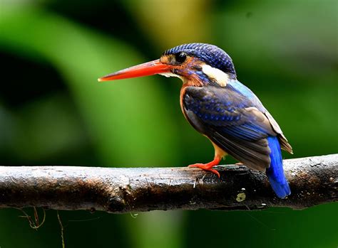 The Life Journey In Photography Blue Eared Kingfisher Sungai Congkak
