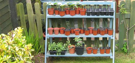 How To Successfully Harden Off Seedlings