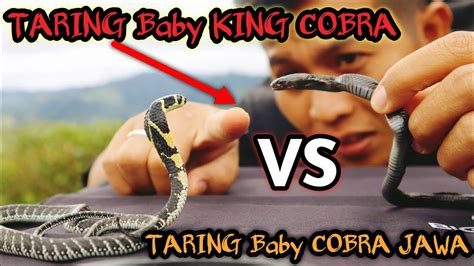 TEST TARING BABY KING COBRA VS BABY COBRA JAWA Perbedaan King Cobra