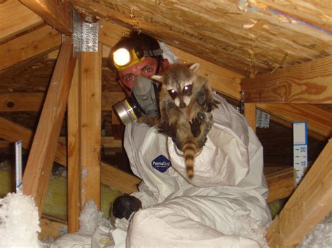 Check spelling or type a new query. Wildlife Photograph - Juvenile raccoon removed from attic
