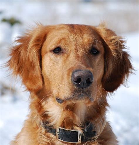 In fact, the father of one english cream golden retrievers, sometimes called white europeans or white goldens, are golden retrievers characterized by their beautiful white coat. Top Flight Golden Retrievers, Golden Retriever Puppies ...