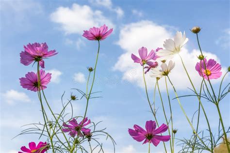 Beautiful Pink Cosmos Flowers With Blurred Blue Sky Background Stock