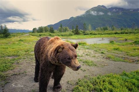 Brown Bear In Alaska On Photo By Chris Beck From