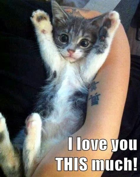 Kitten Love You Quotes Quotesgram