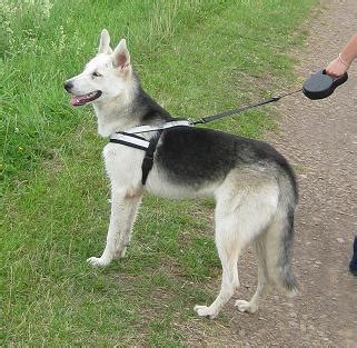 Sie war im tierheim und es war liebe auf den erste blick created by videoshow. Gibts hier Leute die auch einen Schäferhund-Husky Mix ...