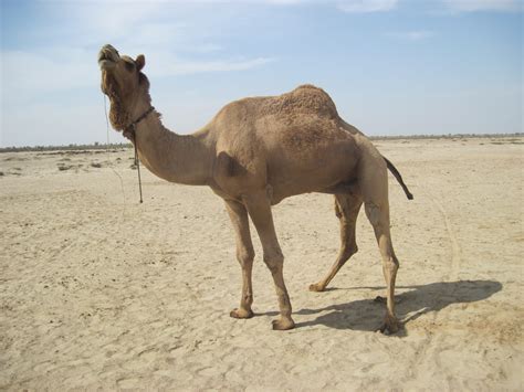 Camel Animal Photos | HD Wallpapers
