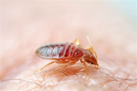 Bed Bug Identification Heatrx Bed Bug Exterminator