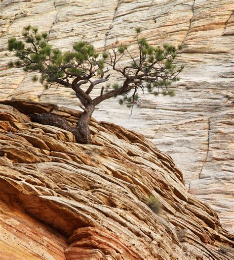 Checkerboard Mesa Zion National Park Anne Mckinnell Photography