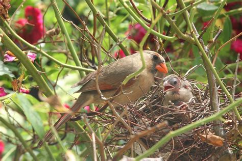 All About A Cardinal Nest And Nesting Habits Birds And Blooms