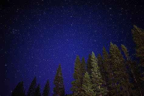 Hd Wallpaper Green Leafed Trees Starry Sky Night Radiance Star