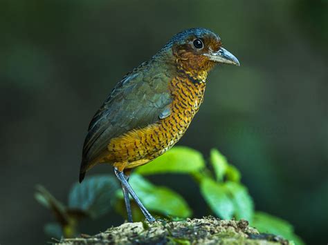Birds Of The World Antpitta Grallariidae
