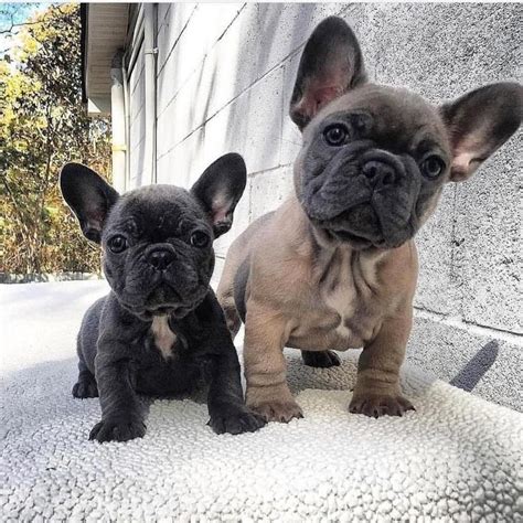 Coupled with visiting potential breeders, researching the breeders near you is the most important step in finding a healthy frenchie pup to add to your family. Certified French Bulldog Breeders Near Me - Bulldog Lover