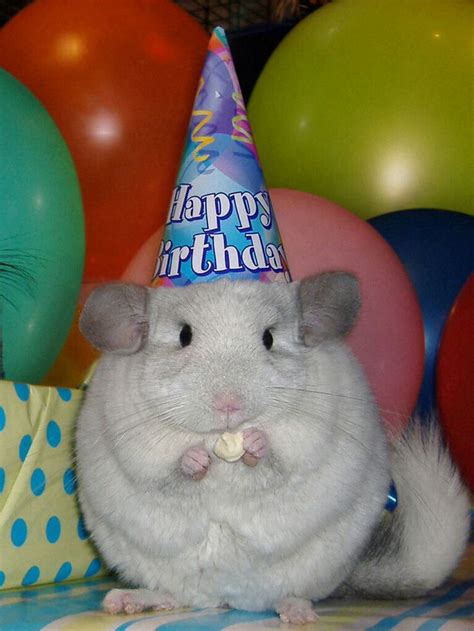 Thanks for coming into my life and teaching me that animals. Pin by Pat Ritz on Everything Cute | Happy birthday me ...