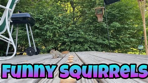 Funny Squirrels Youtube