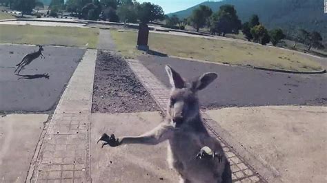 Kangaroo Attacks A Paraglider When He Lands Cnn Video