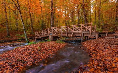 Puentes Puente Otoño Follaje Bosque Árbol Fondo De Pantalla Hd