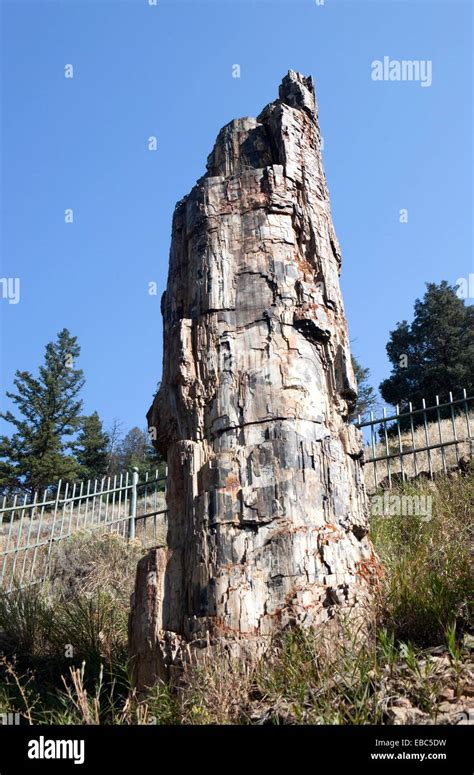 Petrified Treeyellowstone National Park Wyoming Usa Stock Photo Alamy