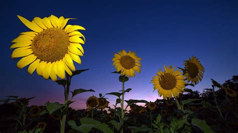 1920x1080 Sunflower Laptop Full Hd 1080p Hd 4k Wallpapers Images