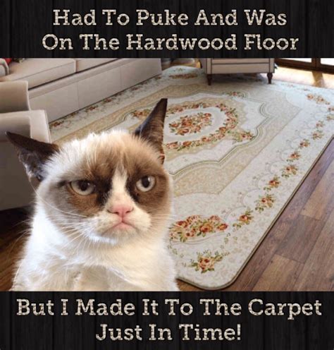 Posts about cat memes written by cleanmemes. Grumpy Cat Was On The Hardwood Floor And Had To Puke But ...