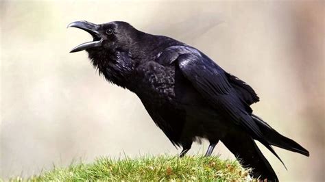 scottish natural heritage maintain the protected status of the raven in scotland raven bird