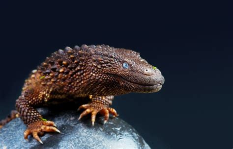 Borneo Earless Monitors Look A Lot Like Grand Dragons